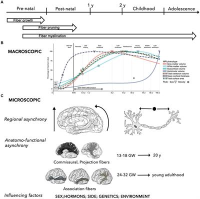Structural networking of the developing brain: from maturation to neurosurgical implications